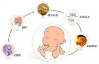 试管婴儿的成功率主要取决于这四个因素！
