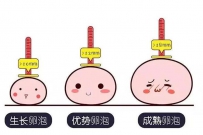 2个卵泡发育差该怎么办?三种试管方案助好孕！