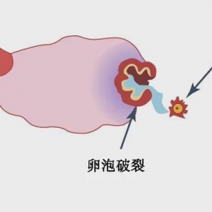怎么把卵泡调理的又大又圆?