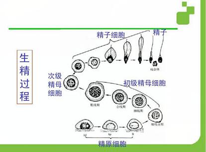 男性的生精细胞包括哪五种细胞组成？