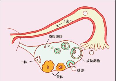 移植成功最明显的感觉