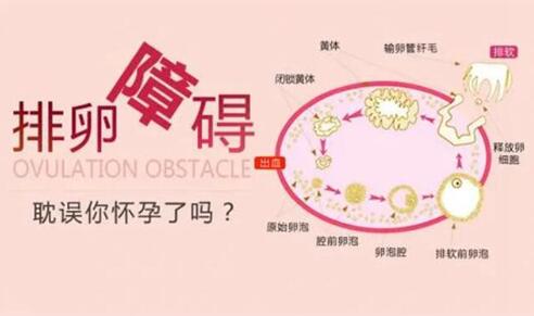 排卵障碍的人能自然怀孕吗?排卵功能不好做人工授精还是试管婴儿好?
