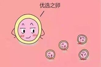 43岁高龄怎样养好卵子?高龄试管如何提高卵子质量?