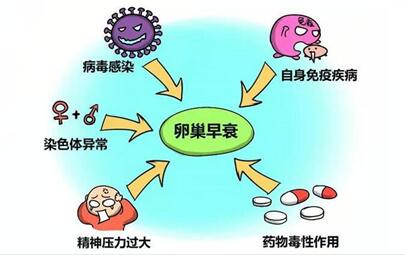 40岁卵巢早衰做三代试管婴儿的成功率有多少?