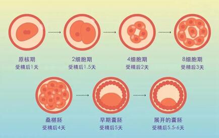 移植D6冻囊胚成功率高不高?具体得看囊胚级别!