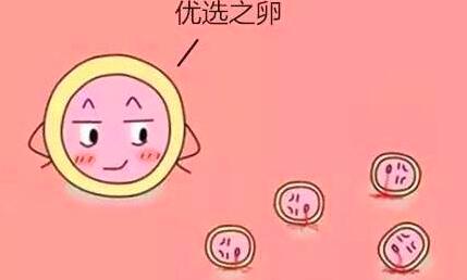 试管婴儿如何获取更多高质量卵泡?