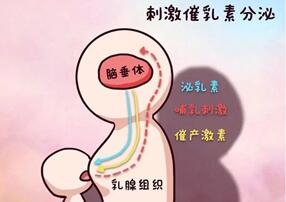 泌乳素高对试管移植成功率有影响吗?