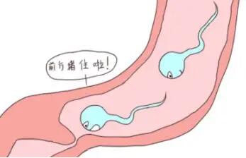 无精症需要怎么恢复生精功能?治疗无精症有效的方法!
