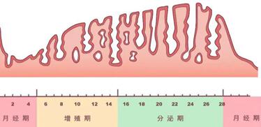 内膜厚度有波动是好事,试管时内膜厚度必须在正常范围内!