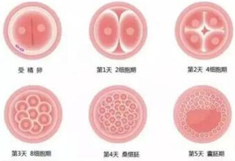 胚胎质量不好养囊三天却成功了移植有问题吗?不好的胚胎养囊成功率高吗