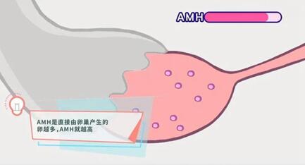 石家庄供卵公司