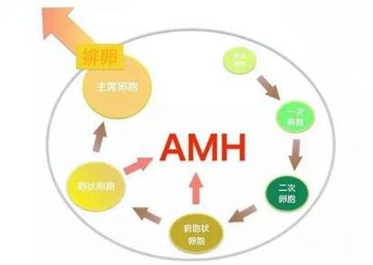 AMH0.7做试管婴儿还有希望吗?