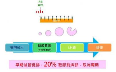 试管促排会不会提前排卵?试管促排期间注意事项有哪些