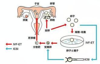 试管婴儿胚胎在体内存活多久?试管婴儿的存活率是多少