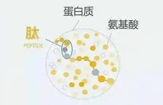 做试管要吃蛋白质粉吗?移植后吃蛋白质粉有什么作用