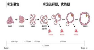 试管降调后基础卵泡变少还能变多吗?