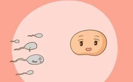 卵子取出来就知道好不好吗?如何评估取卵后的卵子质量