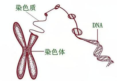 试管胚胎染色体异常怎么办?如何避免试管胚胎染色体异常