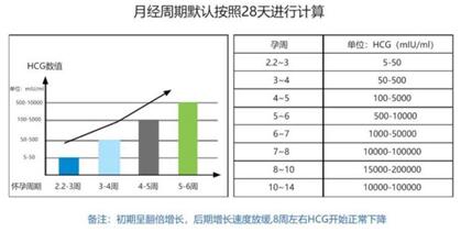 胚胎移植12天HCG正常值是多少?最全的hcg数据解读指南