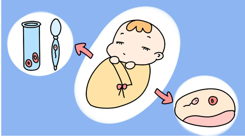 试管婴儿的治疗周期有多长?